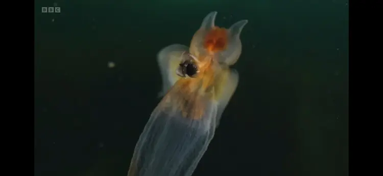 Sea butterfly (Limacina helicina) as shown in Planet Earth III - Coasts